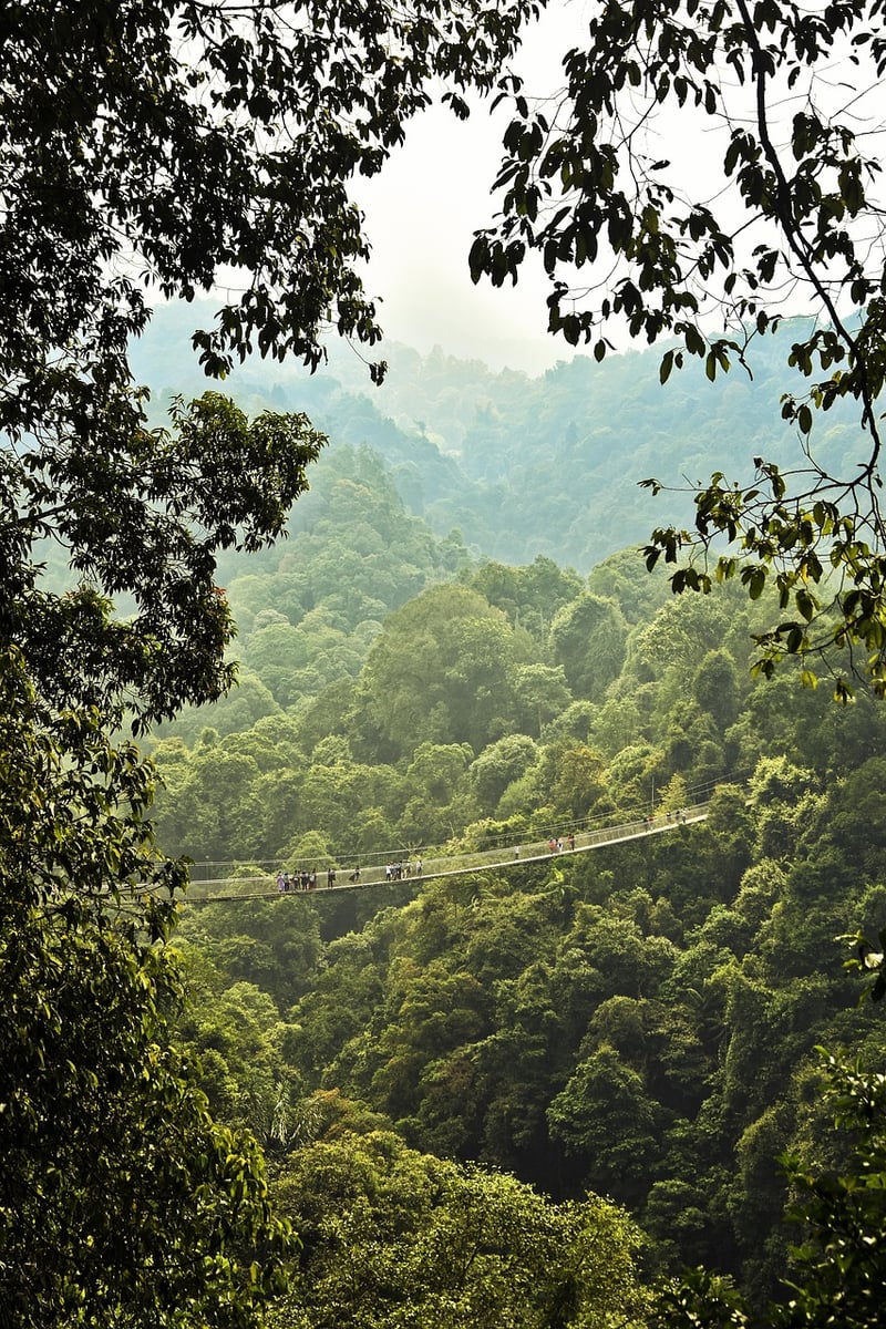 Jungle Trek