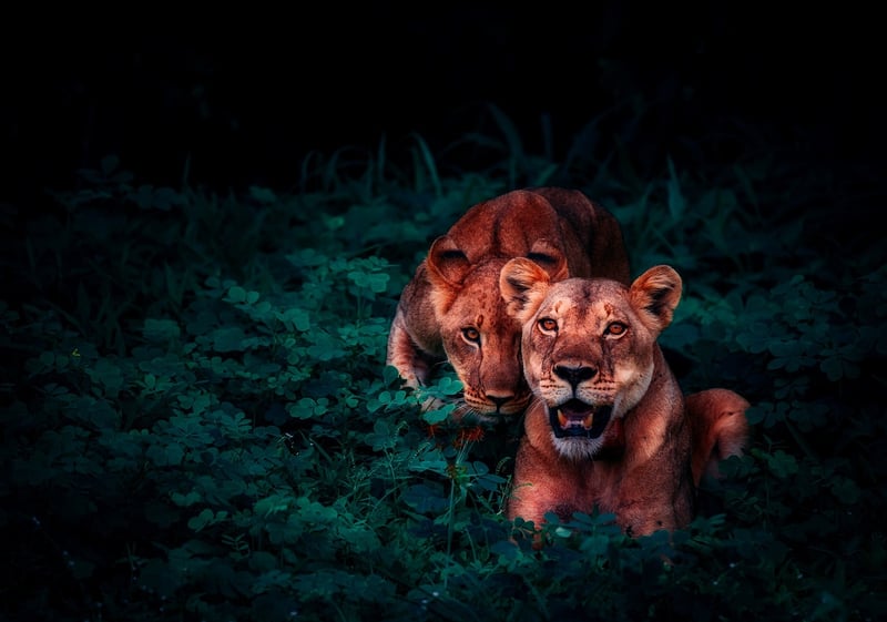 Jungle Trek